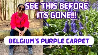 Why Belgium's Hallerbos Forest is Famous? Visit Before Its Too Late! Rare & Unseen BlueBells (FREE)
