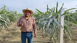 Protector Solar para Pitahaya