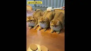 Кошки просто помешаны на животных #petshub