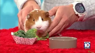 Humane Society of Broward seeks 'furever' home for guinea pigs. other furry friends