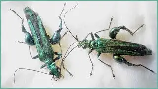 Oedemera nobilis - (Scopoli, 1763) - (Oedemeridae) - &OElig;d&eacute;m&egrave;re noble - Arromanches/France - 06/2019