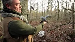 Pigeon appelants vivants