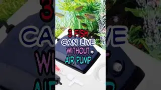 Which fish can live without air pump? #ujjalshoby #AirPump #aquarium