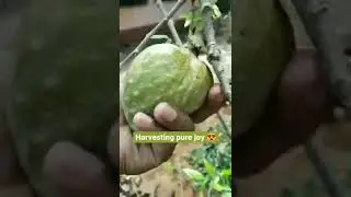 #kokan#mango#kokan mango#nature Vibes