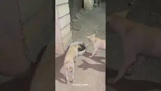 Place Water Bowls for Animals🐾