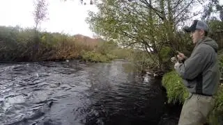 Ballycastle salmon 2014