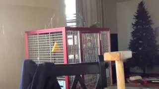 squawking birds