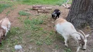 FB Goldy's Farm Animal Sanctuary  Weed destruction machines! 811pm  5202025