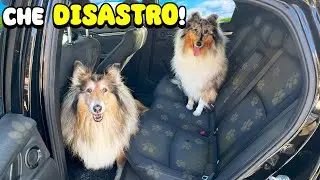 BLUE mi ha DISTRUTTO l'AUTO😱 La Porto a Lavare coi Miei CANI