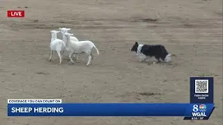 Sheep herding at the PA Farm Show