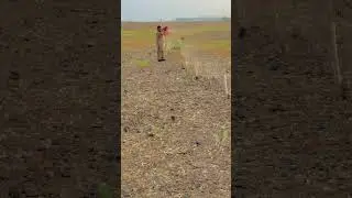 #viral #shots #quails ||| Quail Hunting at Night with Traps - Catching Quails Using Calls at Dawn
