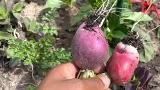 Companion Planting 2023 Vegetable Garden Tour