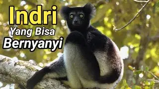 Lemur Indri, Hewan Endemik Yang Pintar Bernyanyi