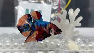 Multicolor Metallic Male Betta Fish M1
