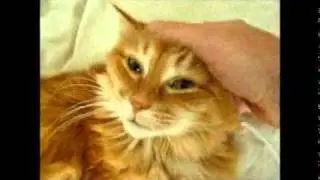 Sabrina - Precious Cat Videos