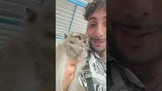 Выпускаем двух обезьян обратно в дикую природу, где им и место 🐒🌿