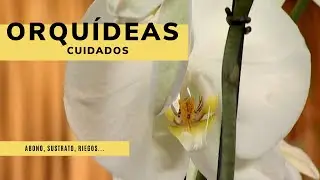 ORQU&Iacute;DEAS 🌱 C&oacute;mo cuidarlas &iexcl;Os contamos las claves! 👩&zwj;🌾 Jardinatis