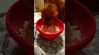Cat Tries to Steal Popcorn from Bowl