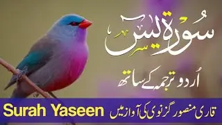Surah Yaseen | Qari Mansoor Ghaznawi| Urdu Hindi Tarjuma | Beautiful Voice Ep 23