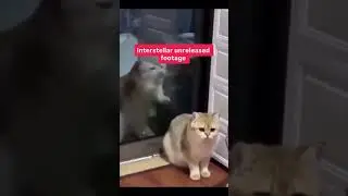 Interstellar Cat Edition