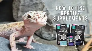 How To Use Reptile Supplements | Arcadia Kitchen