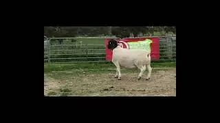 Red Rock Mt Gipps Sale Ram 230767