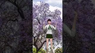 The Ash Fly Problem: How to Protect Your Jacaranda #TreeDiseases  #TreeExpert #TreeDoctor