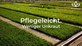 Bodendecker f&uuml;r moderne G&auml;rten 🌿 robust & pflegeleicht | Pflanzemax