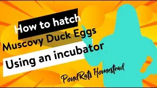 How to Hatch Muscovy Duck Eggs! Using an Incubator!