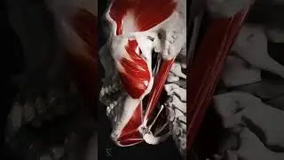मानव का जबड़ा कैसे काम करता है || How does the human jaw work? #shortsvideo #shortvideo