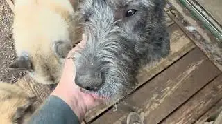 Ancient Guardians Farm, Tibetan Mastiffs, Pyrerean Mastiff, Chow Chow, Noble Bear and Mountain Bear 