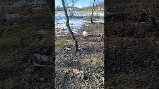 Rabbits in the wild nature #animals #farm #nature #rabbits