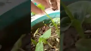 How to grow yam Plants easy in pot at home 🏠?