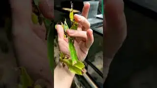 Phyllium giganteum #phyllium #phasme #stickinsect #leafinsect #camouflage #short #shorts