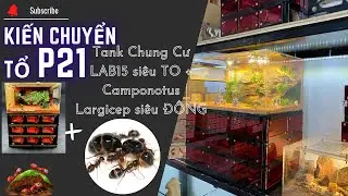 Kiến Chuyển Tổ P21: Bí Quyết Chuyển Tổ Cho Tank Chung Cư LAB15 Cực Kỳ Hiệu Quả | Tạp Hóa Hiển Kiến