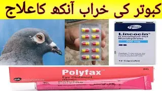 kabootar ki khrab ankh ka ilaj | Birds eye infection treatment