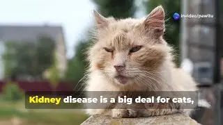 11 Signs Your Cat&rsquo;s Kidneys May Be Failing 🐾 | Early Warning Signs to Watch for 🐱