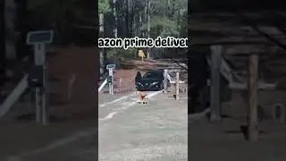 Amazon Delivery Fail!