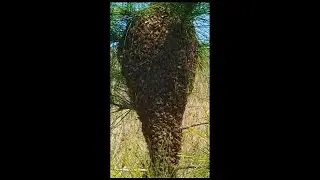 4K MONSTER SWARM- #beekeeperslife