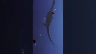 Huge Manta Ray Close Approach Hawaii Waters