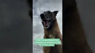 #traineddogs #dog #dogtrainingtips