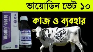 viodin vet 10 এর কাজ ও ব্যবহার । গরুর খামারে  viodin vet 10 এর কাজ ও ব্যবহার
