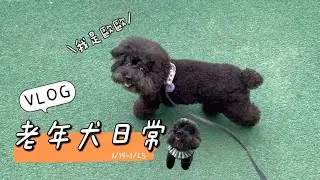[老年犬日常VLOG]⛈️雨下下停停的一周/空軍三重一村/烏來老街/遠東生態北公園/忠孝公園/黑貴賓歐歐16歲日常