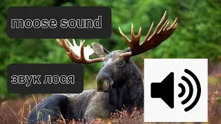 moose sound,звук лося