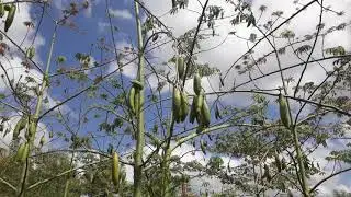 Kapok plantation