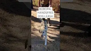 Тестирование поводка для собак Bobopal Hands-Free 🐶