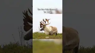 If you HAD to choose...Caribou, Elk or Moose? #videos #hunting #canada