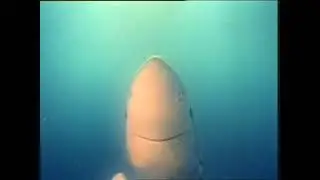 Sharkproject Protection Of Sharks Initiative: View (2006)