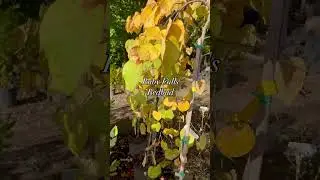 6 Trees To Plant For Incredible Fall Color