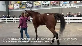 Alegiant, 2021 Standardbred Filly Sells at the North American Standardbred Mixed Sale | Mt. Hope, OH